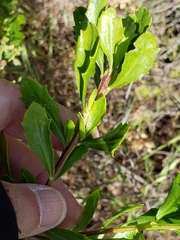 Gnorimoschema baccharisella