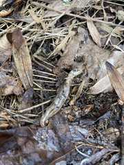 Bipalium pennsylvanicum