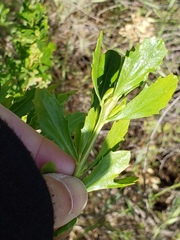 Gnorimoschema baccharisella