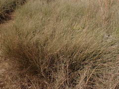 Aristida junciformis
