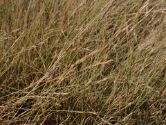Aristida junciformis