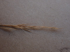 Aristida junciformis