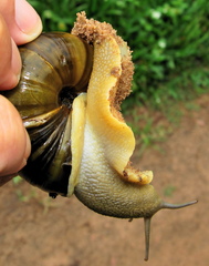 Natalina cafra