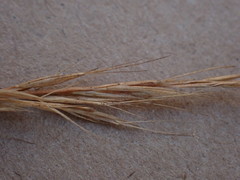 Aristida junciformis