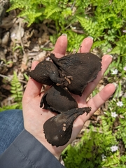 Urnula