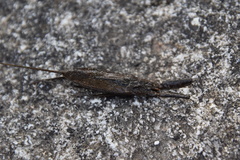 Laccotrephes japonensis