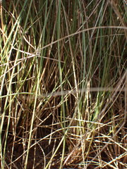Aristida junciformis