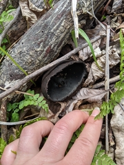 Urnula