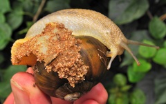 Natalina cafra