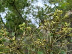 Derospidea brevicollis