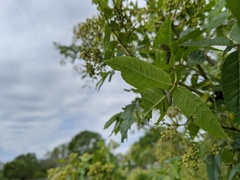 Derospidea brevicollis