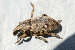 Leucophyes pedestris