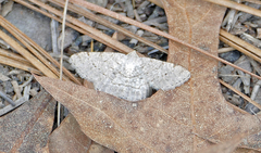 Digrammia eremiata