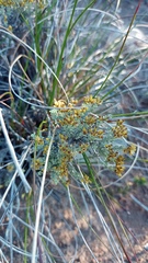 Helichrysum pentzioides