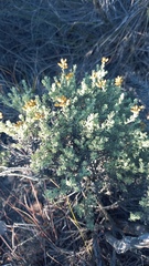 Helichrysum pentzioides