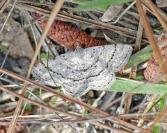 Digrammia eremiata