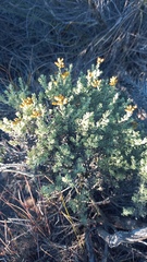 Helichrysum pentzioides