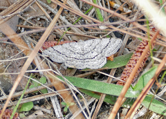 Digrammia eremiata