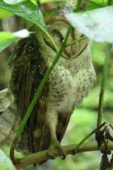 Tyto alba punctatissima