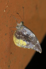 Lieinix nemesis atthis