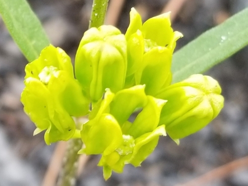 Asclepias pedicellata image