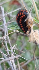 Archon apollinus bellargus