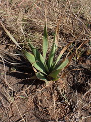 Ledebouria marginata