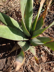 Ledebouria marginata