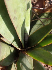 Ledebouria marginata