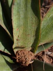 Ledebouria marginata