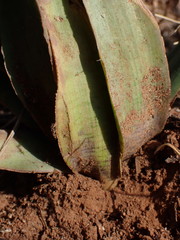 Ledebouria marginata