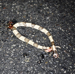 Phyllorhynchus browni