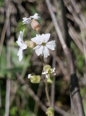 Lithophragma bolanderi