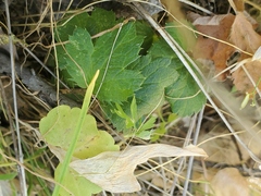 Lithophragma bolanderi
