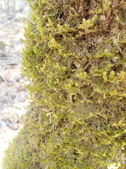 Neckera pennata image