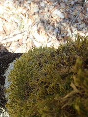 Neckera pennata image