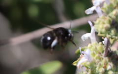 Habropoda tristissima