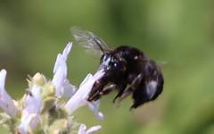 Habropoda tristissima