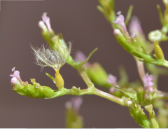 Centranthus calcitrapae