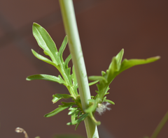 Centranthus calcitrapae