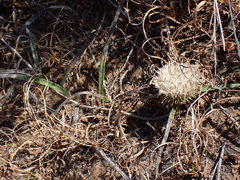 Dicoma anomala anomala