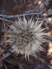 Dicoma anomala anomala