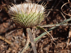 Dicoma anomala anomala