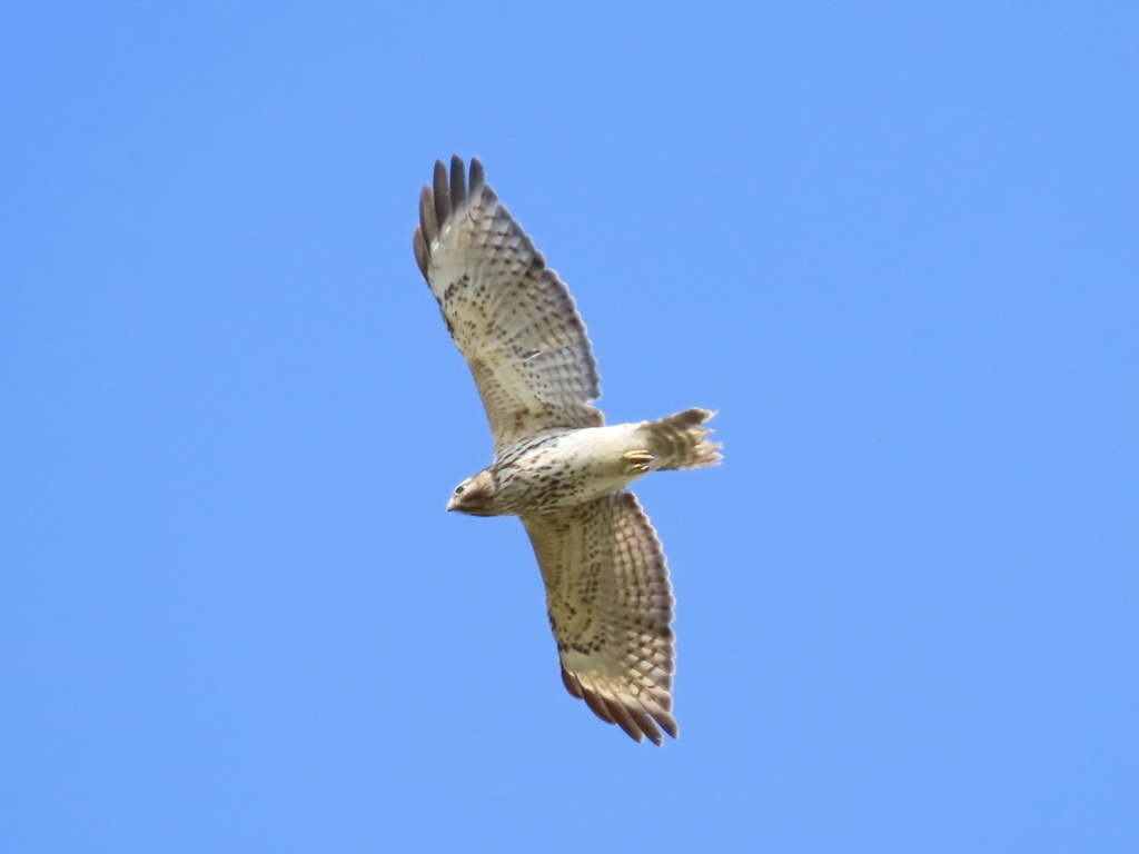 Red-Shouldered Hawk