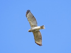 Red-Shouldered Hawk photo 1
