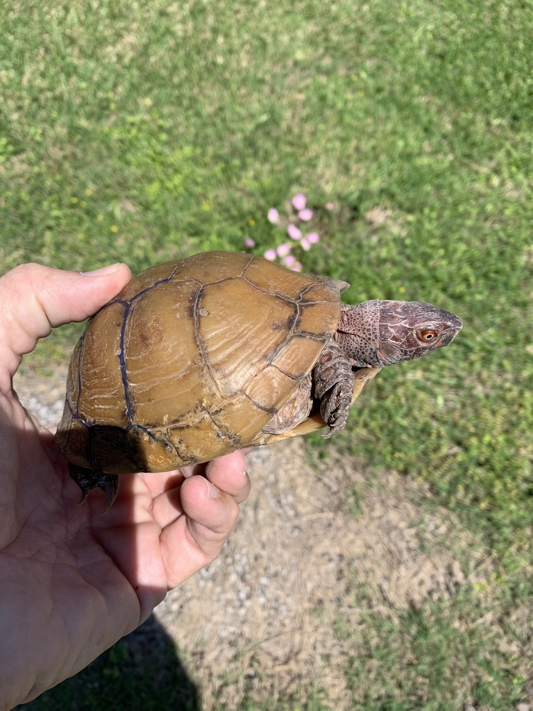 Three-toed Box Turtle in April 2021 by Michael Price · iNaturalist