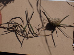 Dicoma anomala anomala