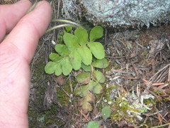 Polypodium saximontanum