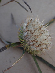 Dicoma anomala anomala