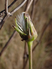 Sonchus asper